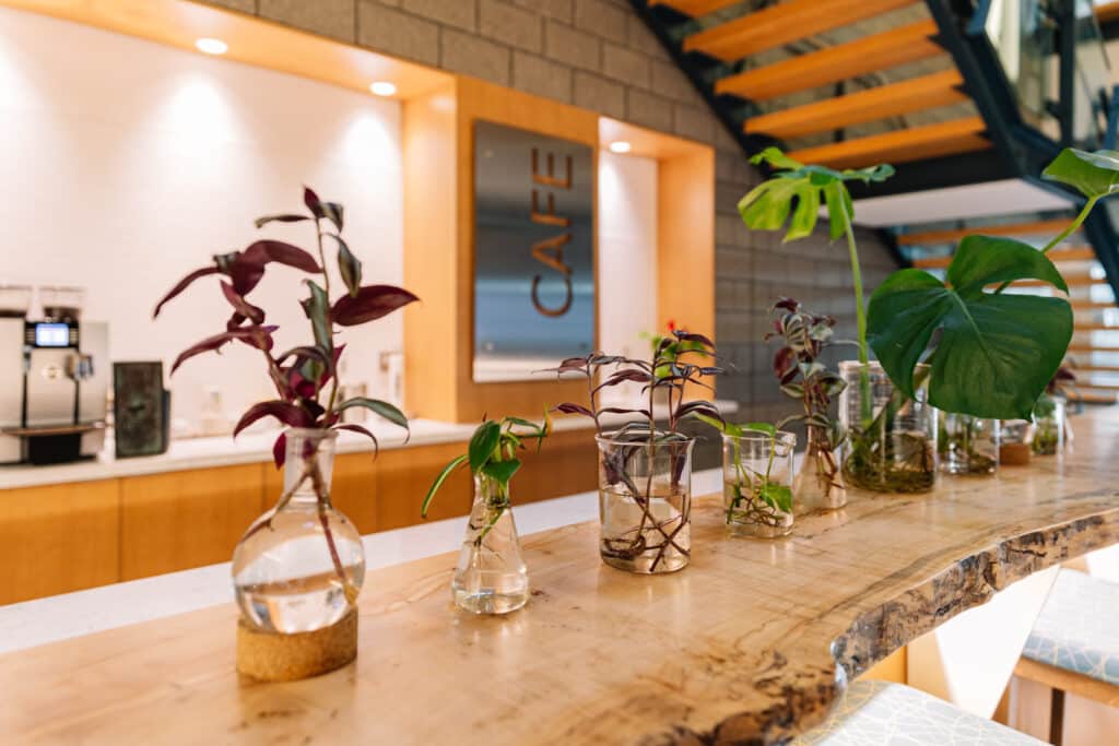 Plant cuttings at the Innovation Space