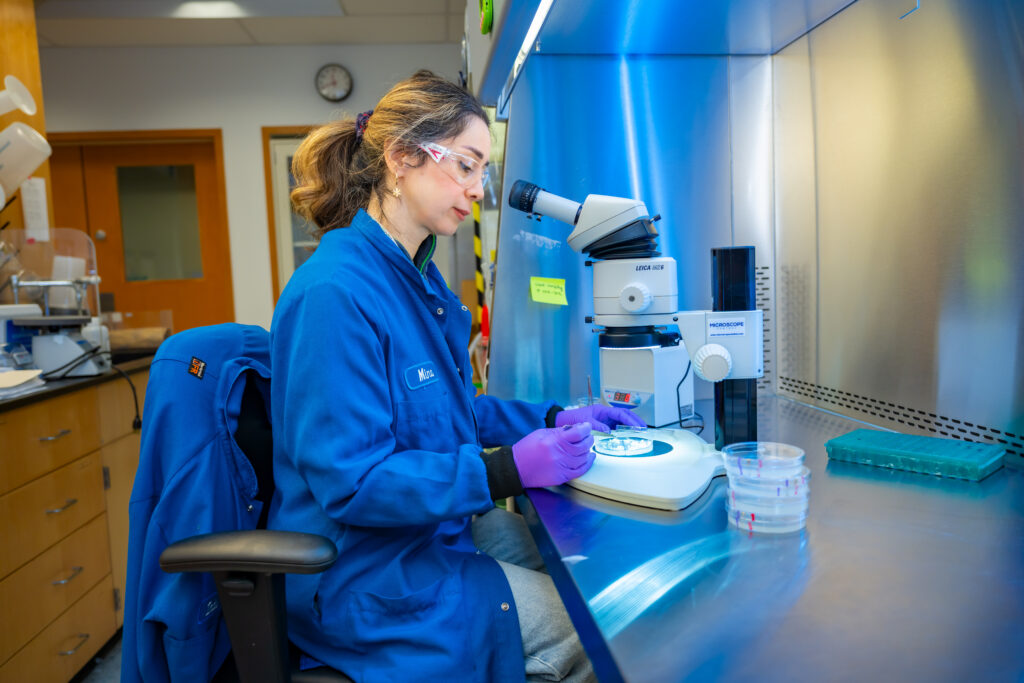 Female scientist working at microscope